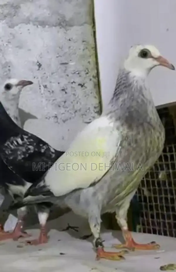 Pigeons