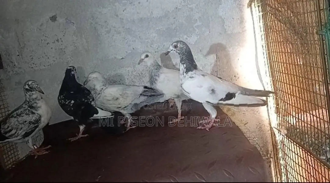 Pigeons