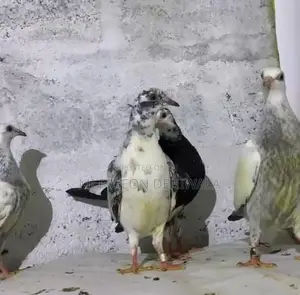 Pigeons