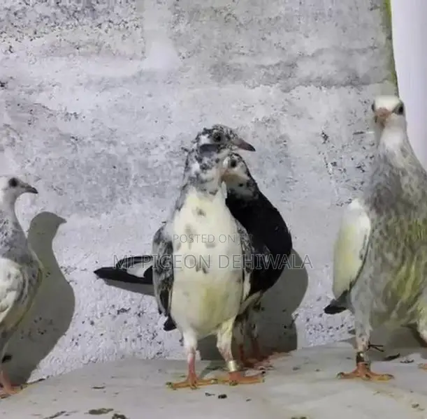 Pigeons