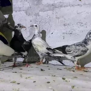 Pigeons