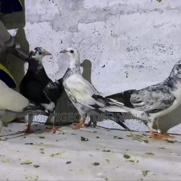 Pigeons