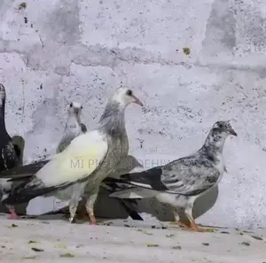 Pigeons