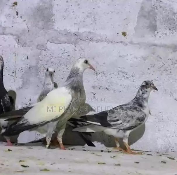 Pigeons