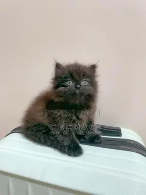 Doll Face Persian Kitten
