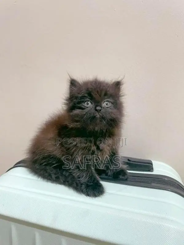 Doll Face Persian Kitten