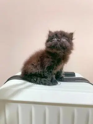 Doll Face Persian Kitten
