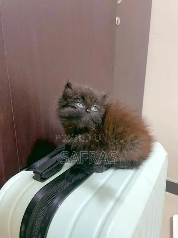 Doll Face Persian Kitten