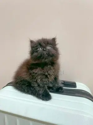 Doll Face Persian Kitten