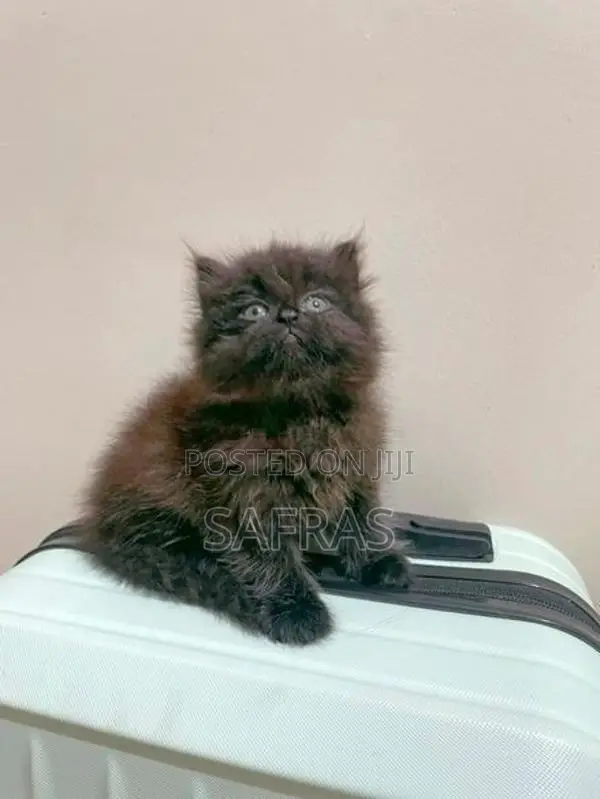 Doll Face Persian Kitten