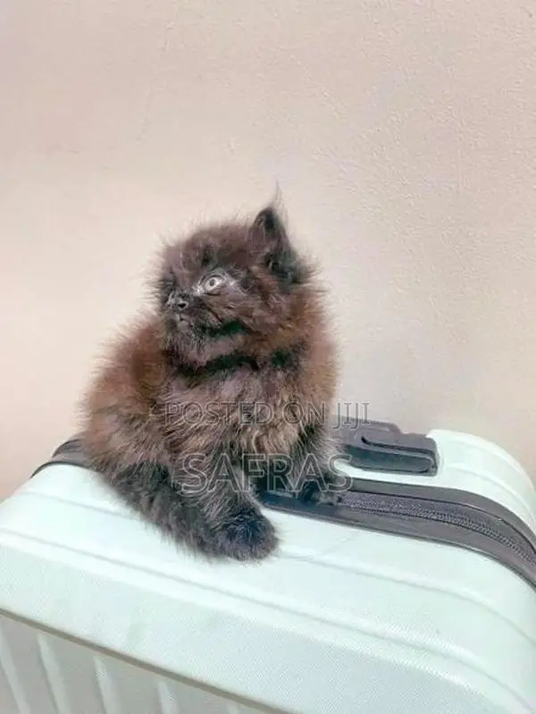 Doll Face Persian Kitten