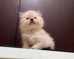 Doll Face Blue eye Persian Kitten