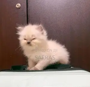 Doll Face Blue eye Persian Kitten