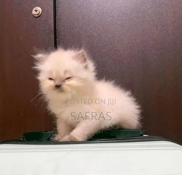 Doll Face Blue eye Persian Kitten