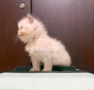 Doll Face Blue eye Persian Kitten