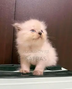 Doll Face Blue eye Persian Kitten