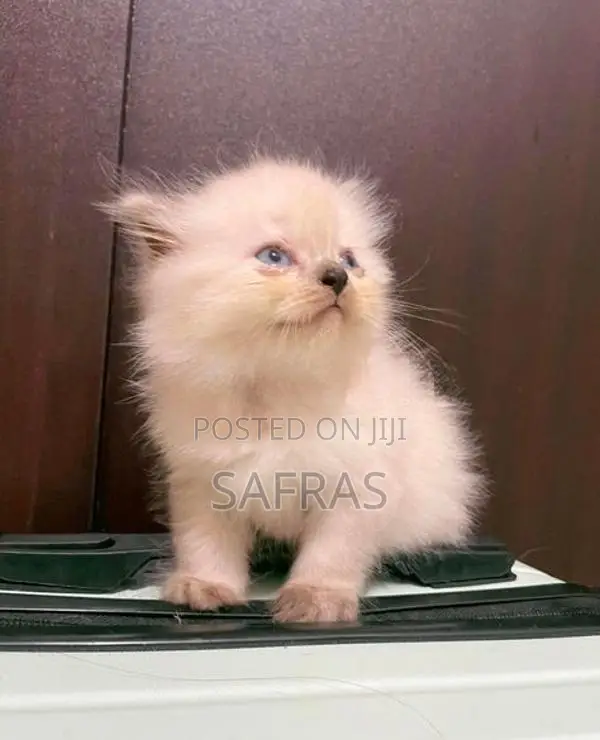 Doll Face Blue eye Persian Kitten