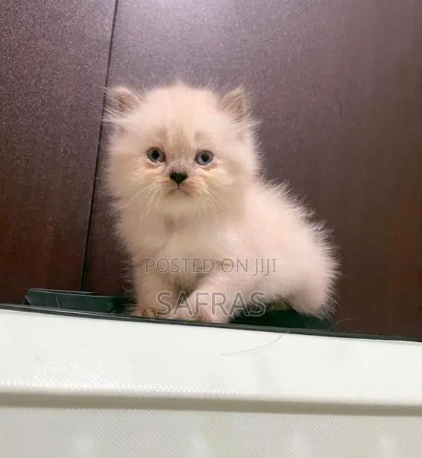 Doll Face Blue eye Persian Kitten