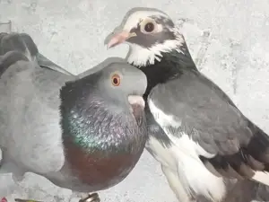 Pigeons