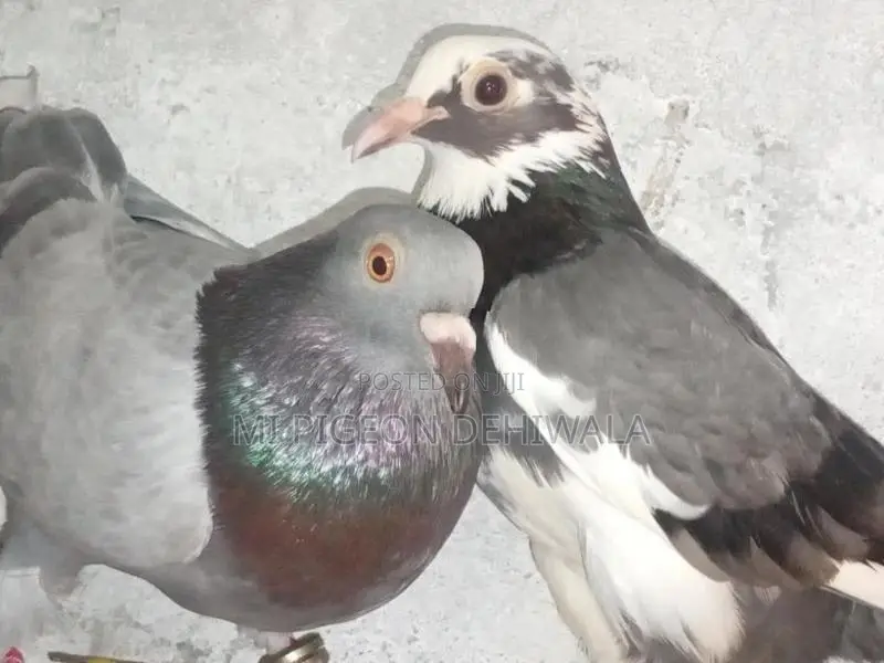 Pigeons