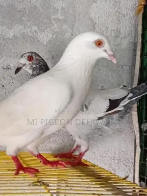 Pigeons