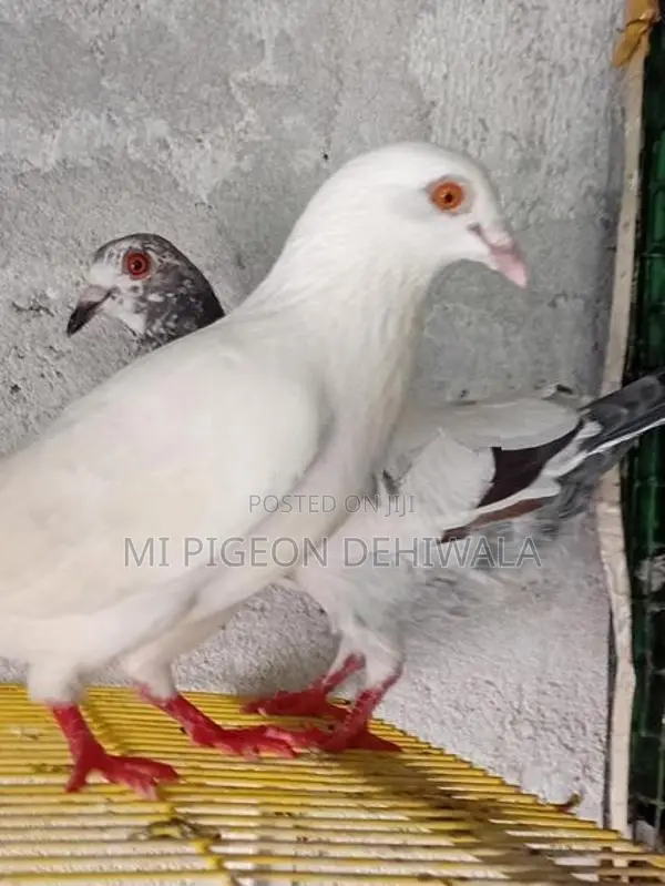 Pigeons