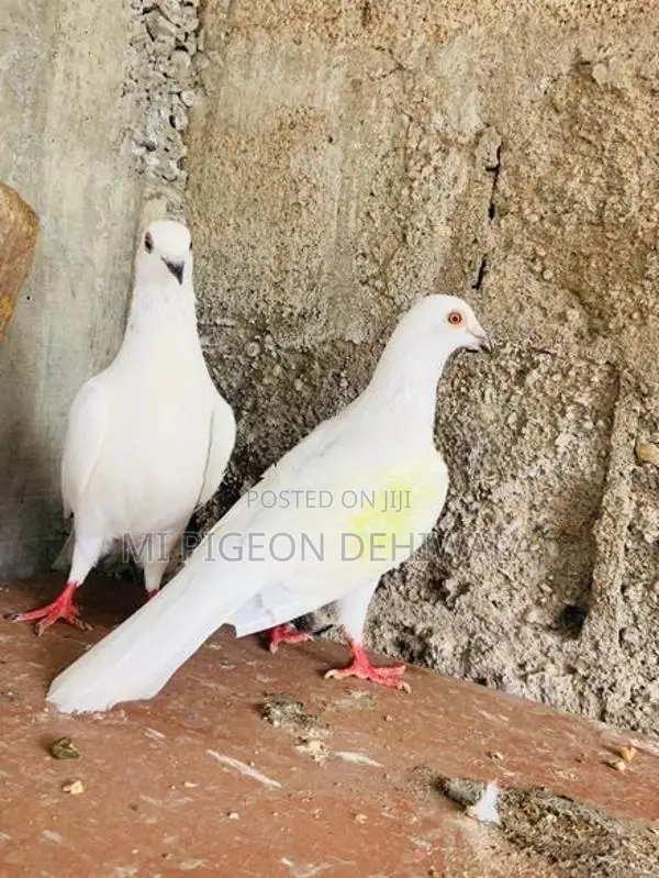 Pigeons