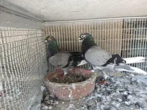 Pigeons