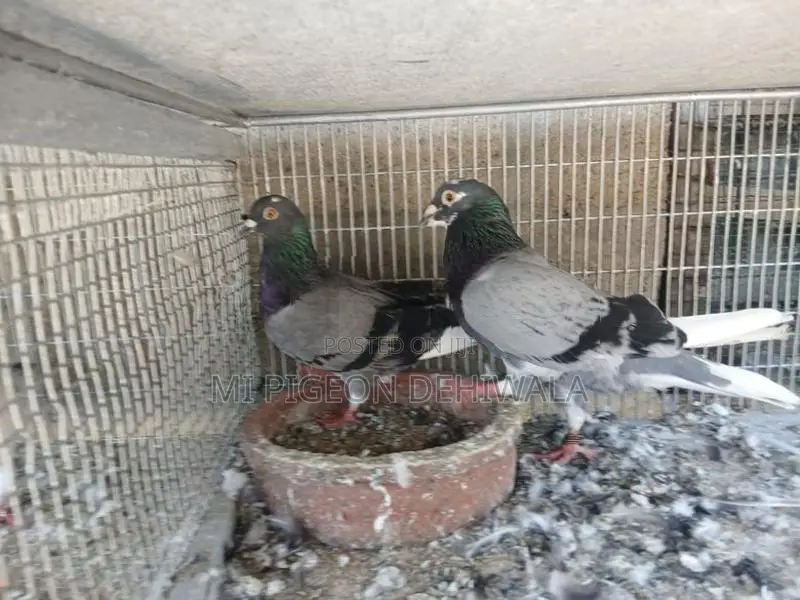 Pigeons