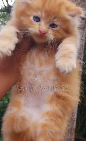 Persian Cat