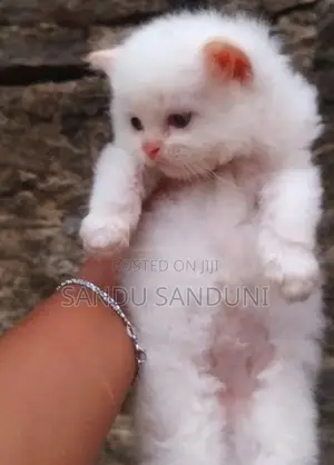 Persian Cat