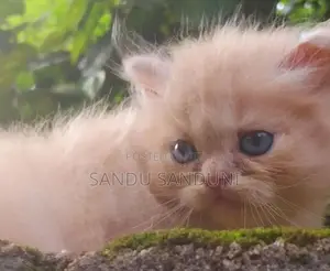 Persian Cat