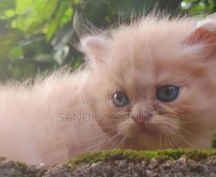 Persian Cat