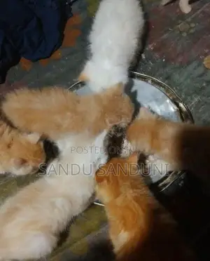 Persian Cat