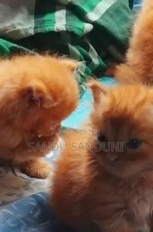 Persian Cat