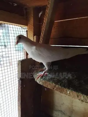 Pigeons