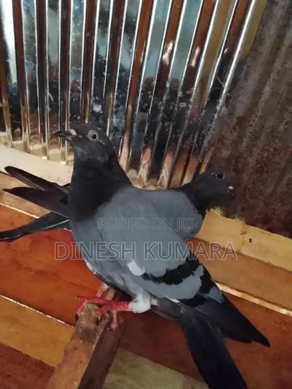 Pigeons