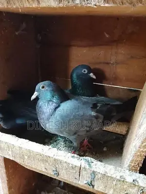 Pigeons