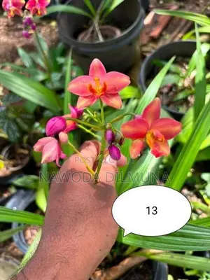 Ground Orchid