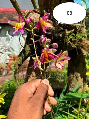 Ground Orchid