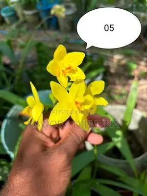 Ground Orchid