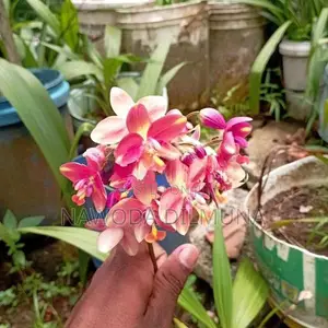 Ground Orchid