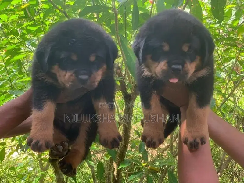 Rottweiler Puppies