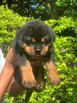 Rottweiler Puppies