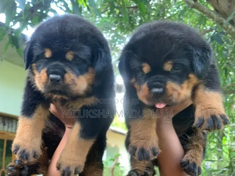 Rottweiler Puppies