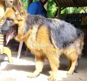 German Shepherd Longcoat Lion
