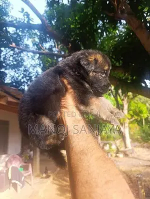 German Shepherd Longcoat Lion