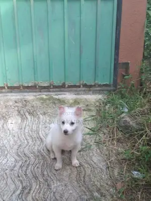 Lion Pomeranian Puppies