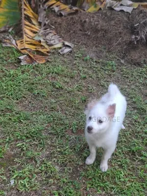 Lion Pomeranian Puppies