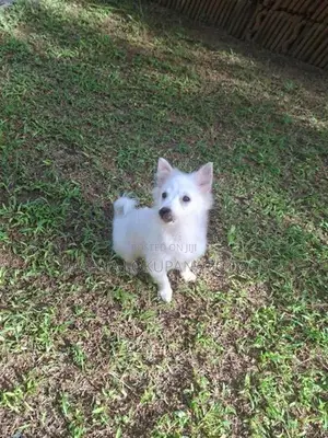 Lion Pomeranian Puppies